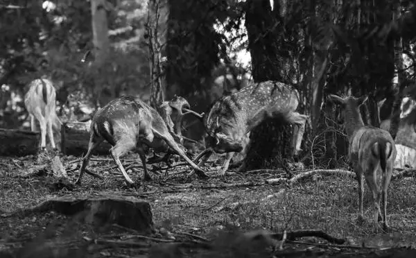 Two bucks rut in Epping Forest as a doe looks on