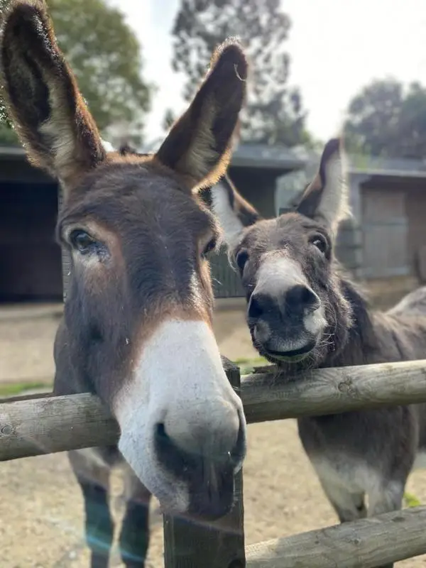 Donkey-golders-hill-park-zoo