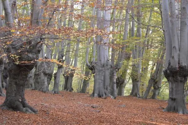 A picture showing a group of pollarded trees with large, weighty column branches atop a single trunk