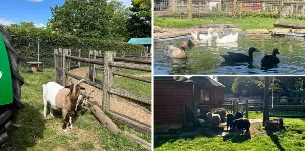 animal-residents-queens-park-childrens-farm