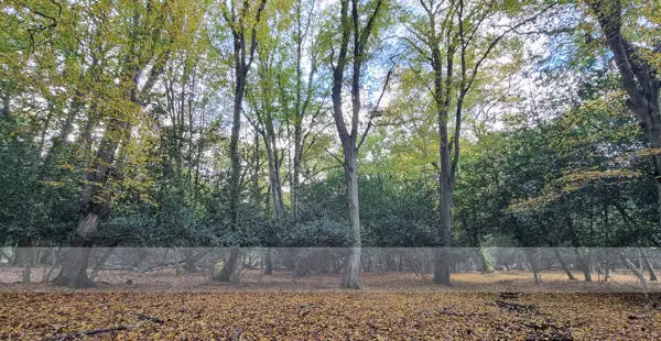 An image showing the browse line: trees stripped of foliage and bark by deer