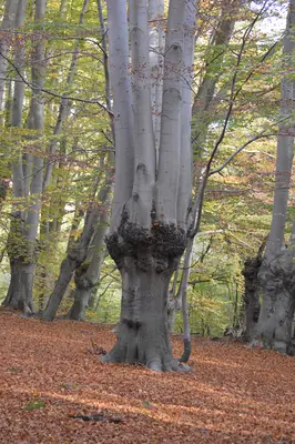 Pollarded tree in Forest