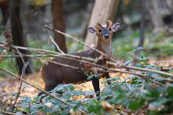 A muntjac buck, with the distinctive black V on its forehead, looking towards the camera in Epping Forest