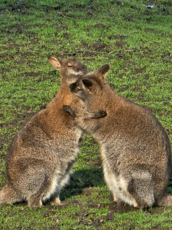 wallabies-golders-hill-park-zoo