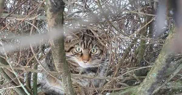 wildcat-golders-hill-park-zoo