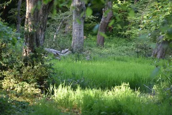 wood pasture in forest