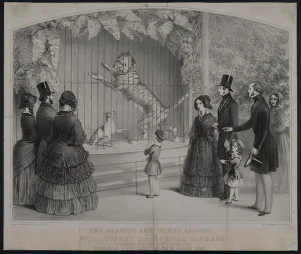 Engraving of a tiger in a cage with a dog with spectators including Queen Victoria and Prince Albert looking on