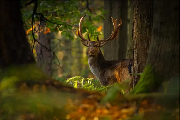 A melanistic fallow buck in Epping Forest